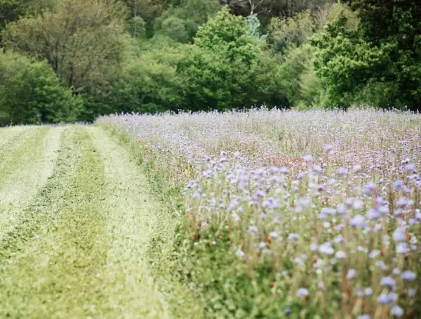 Bush hog mowing operations on a Maryland property