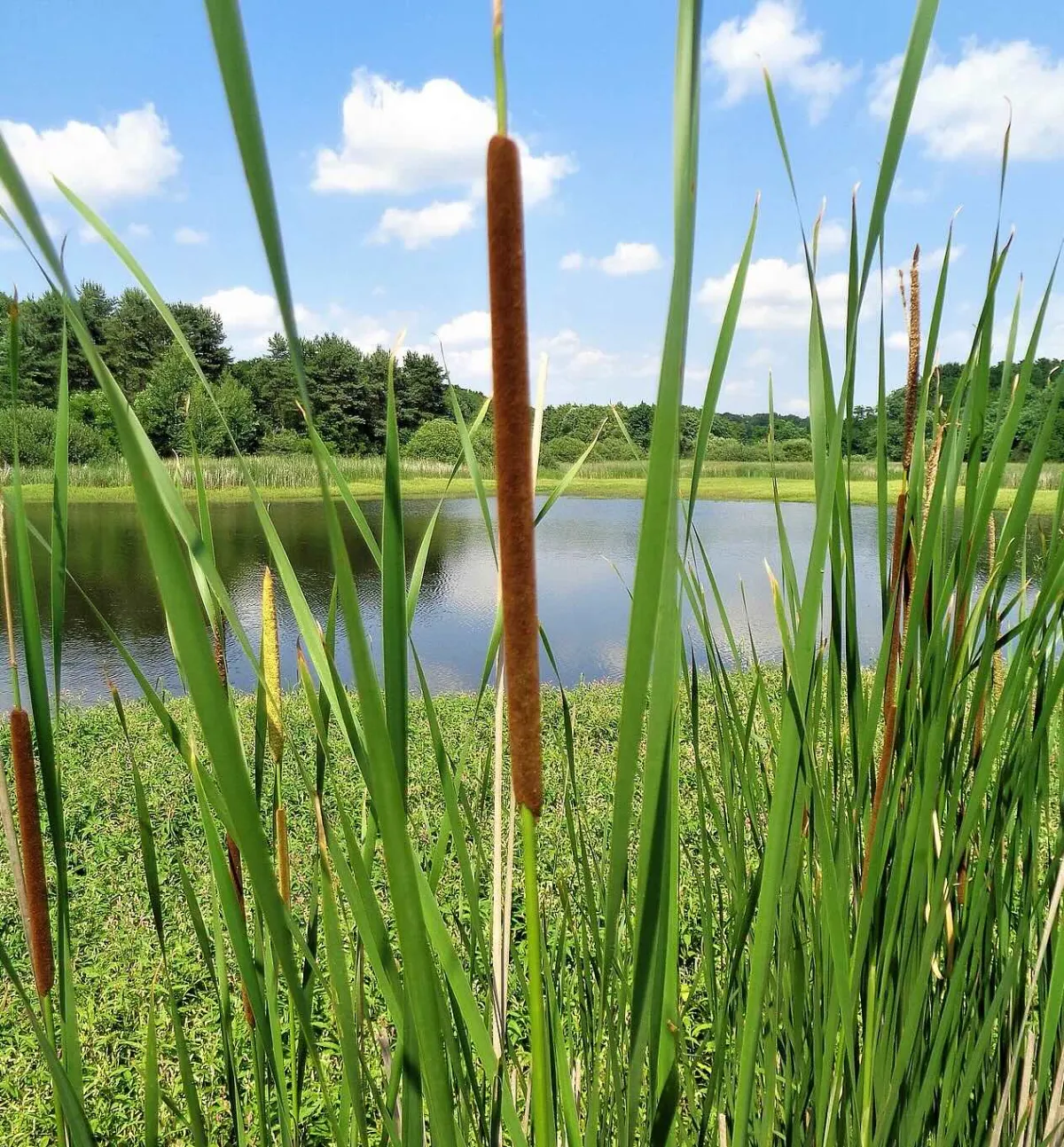 Cattails: The Shoreline Invader Overtaking Your Wetlands