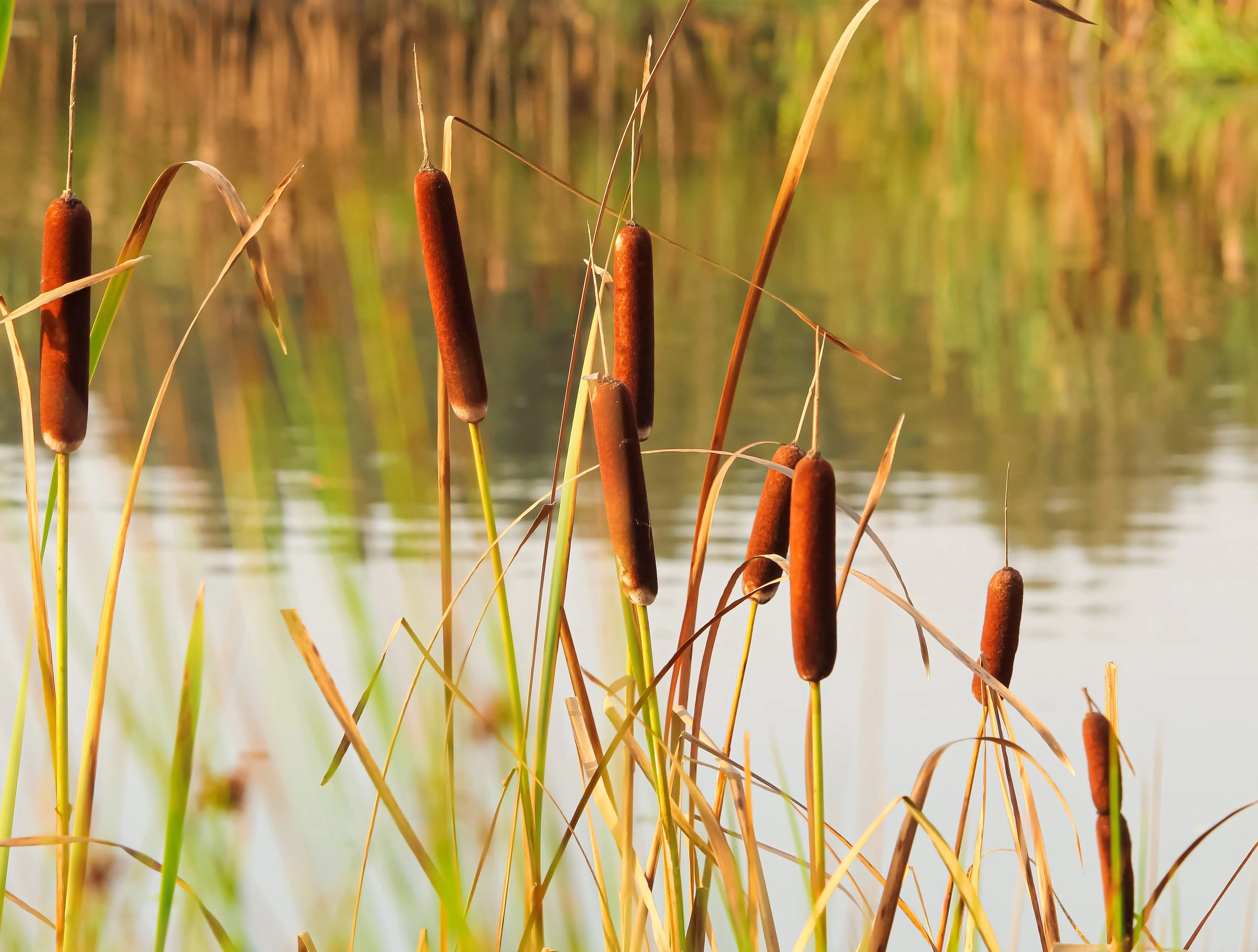 Cattails plant with tall, slender leaves and brown cylindrical flower spikes