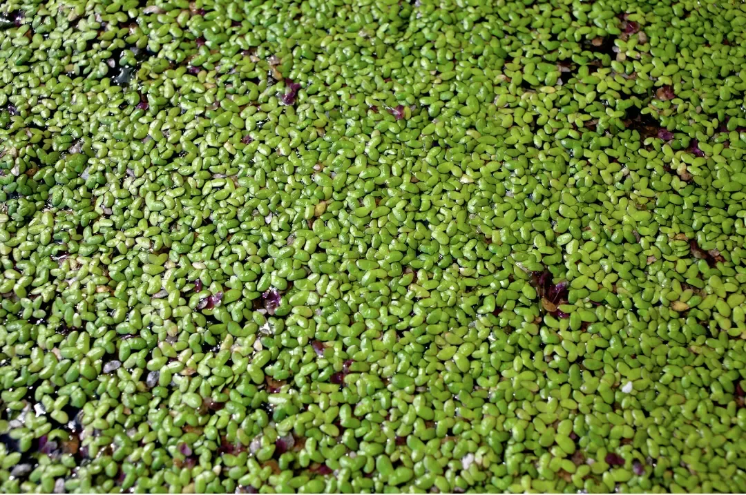 Duckweed: A Small Plant With a Big Impact on Ponds