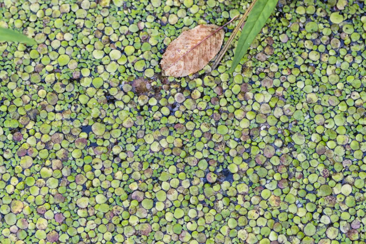 Duckweed Removal and Control: A Complete Guide