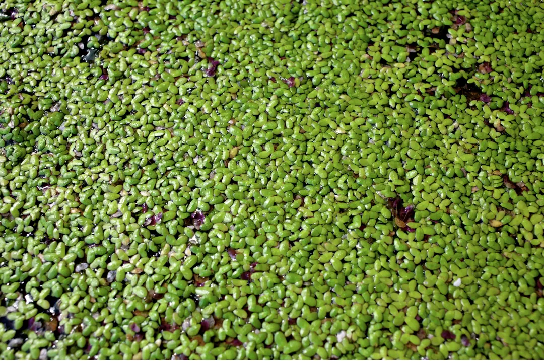 Duckweed plant with small, round leaves floating on water surface