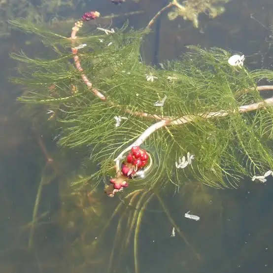 Eurasian watermilfoil plant with feathery leaves and pink flowers