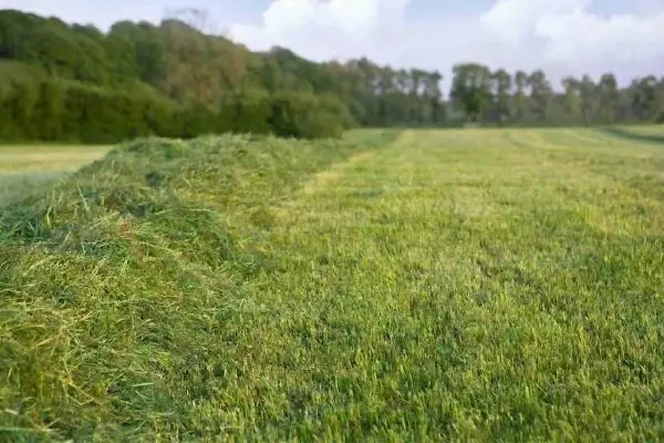 Flail mowing equipment clearing vegetation on rough terrain