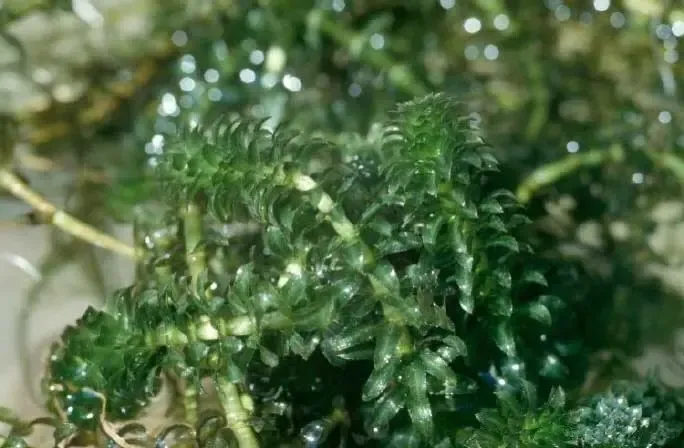 Hydrilla: Invasive Aquatic Plant in Maryland's Waterways