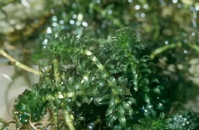 Hydrilla verticillata plant with long stems and whorled leaves