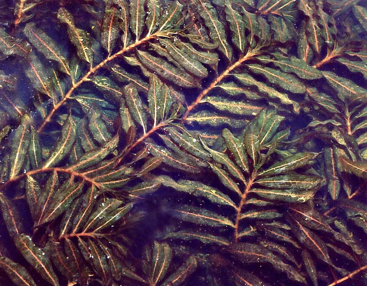 Reclaim Your Water: Solutions for Invasive Aquatic Plants