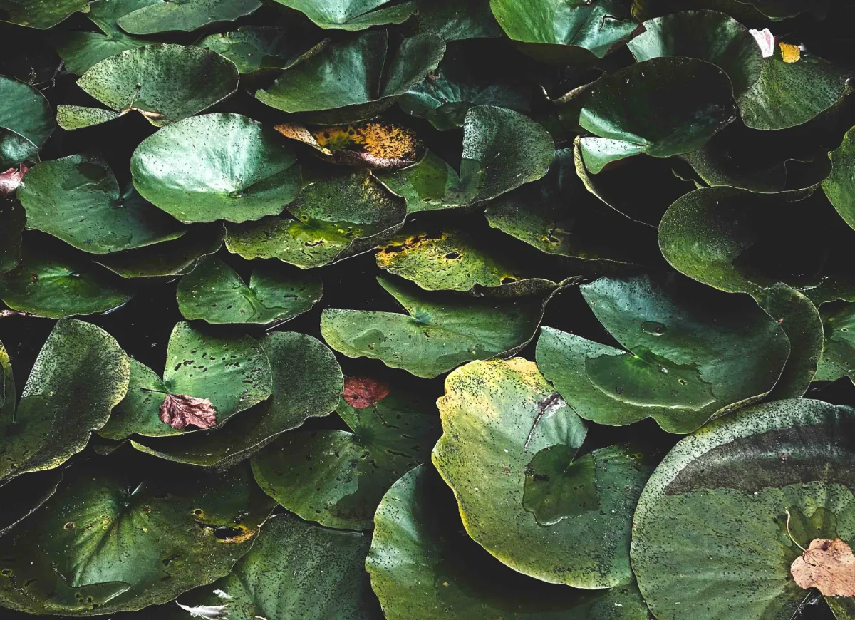 Lily Pads: Deceptively Dangerous Invasive Aquatic Plants