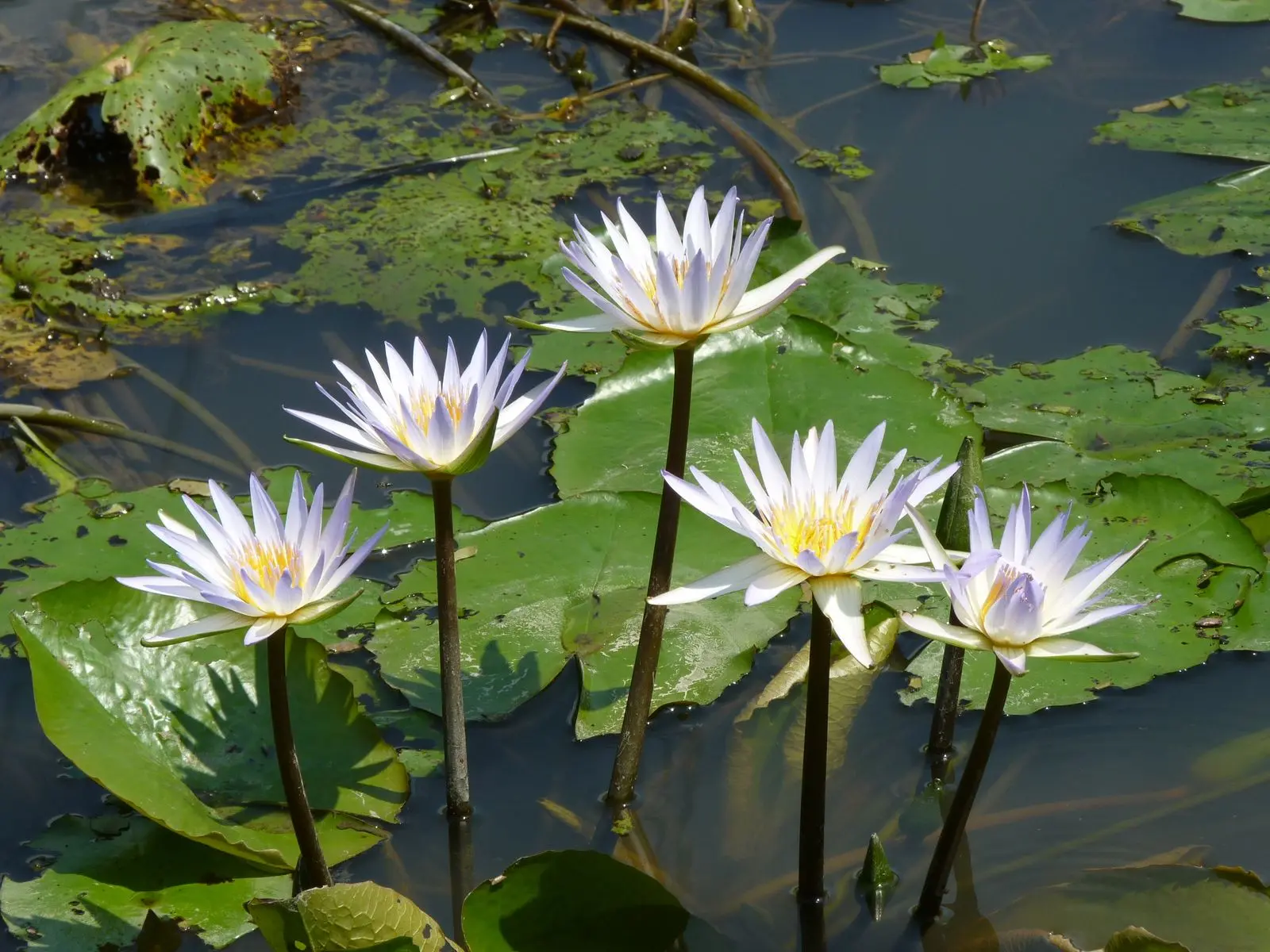 Lily pads with large, round leaves and white flowers floating on water