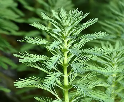 Parrot feather plant with feathery leaves and purple flowers