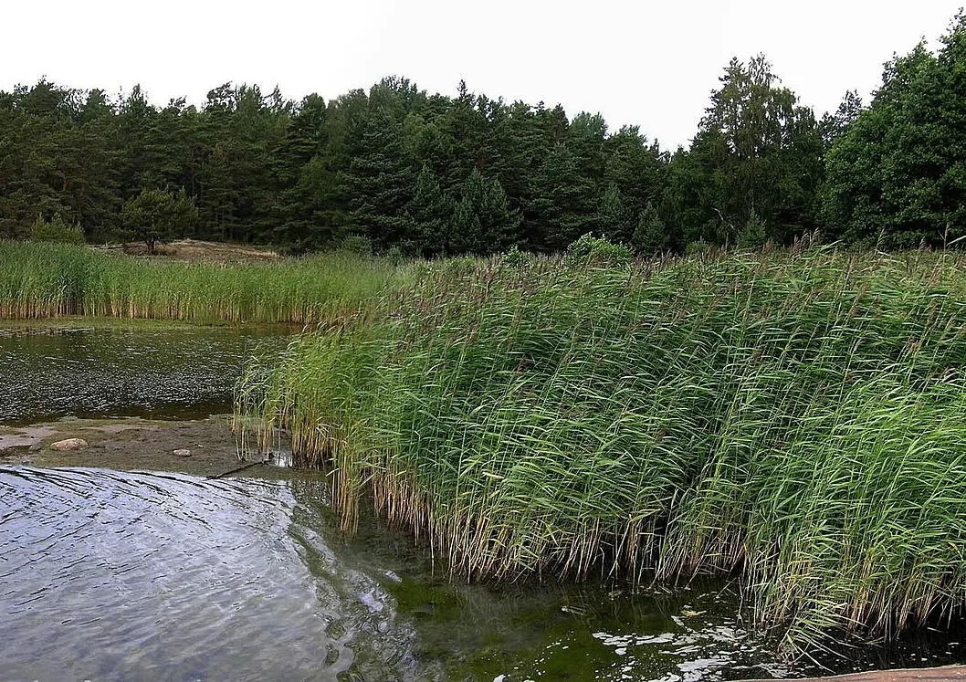 Phragmites: The Invasive Reed Reshaping Maryland's Wetlands