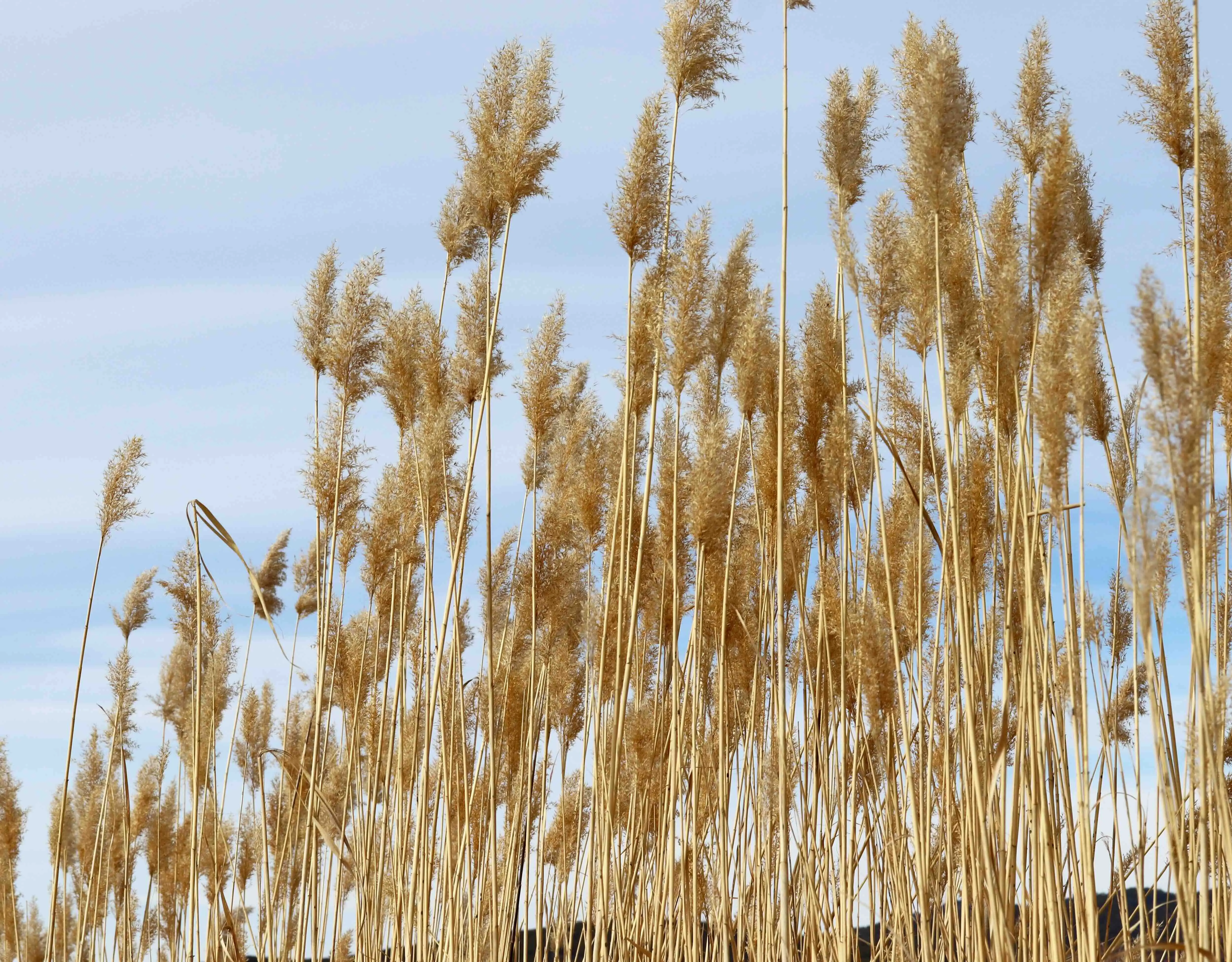 Phragmites plant with tall, feathery plumes and green stalks growing in wetland area