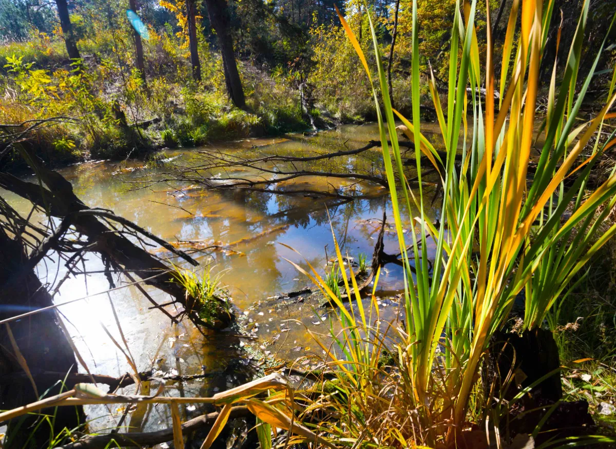 Why Your Pond Is Turning Into a Swamp: An Overnight Crisis