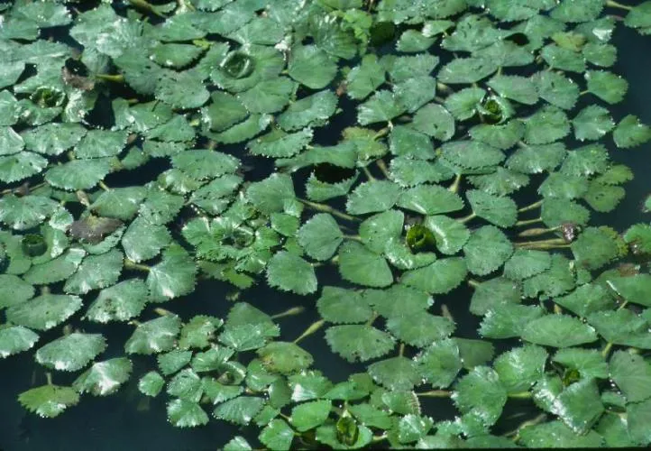 Water Chestnut Control: Expert Removal for Safer Ponds