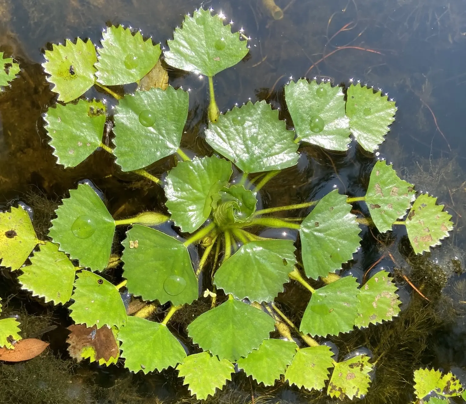 Water chestnut plant with triangular leaves and spiny seed pods
