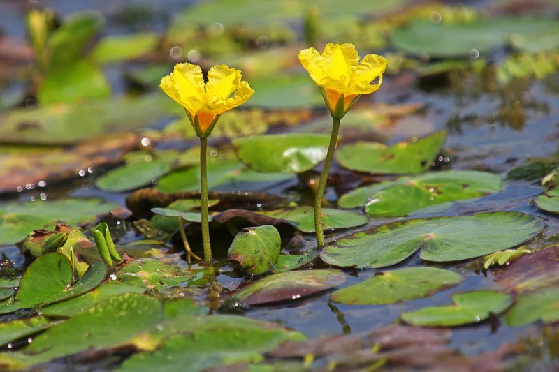Yellow Floating Heart: The “Pretty” Plant Hurting Your Pond