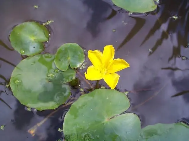 Yellow floating heart plant with heart-shaped leaves and yellow flowers